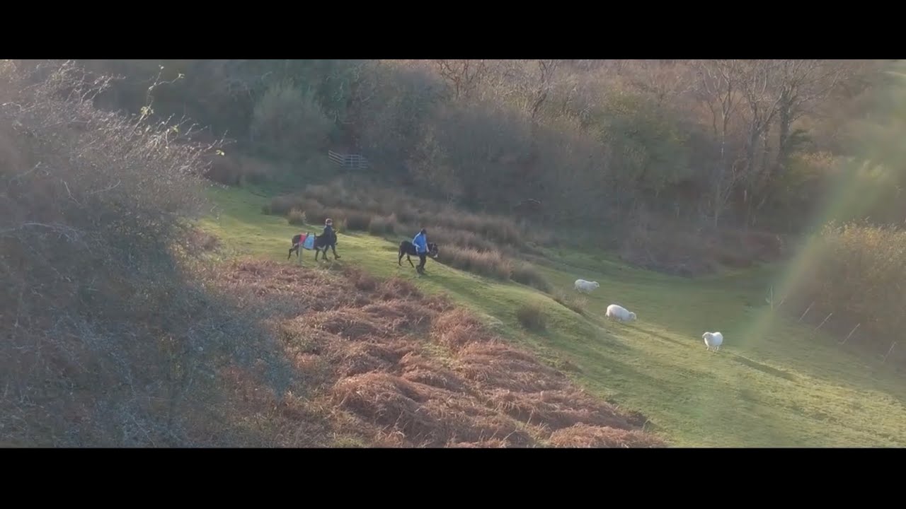Snowdonia Donkeys Promotional Video