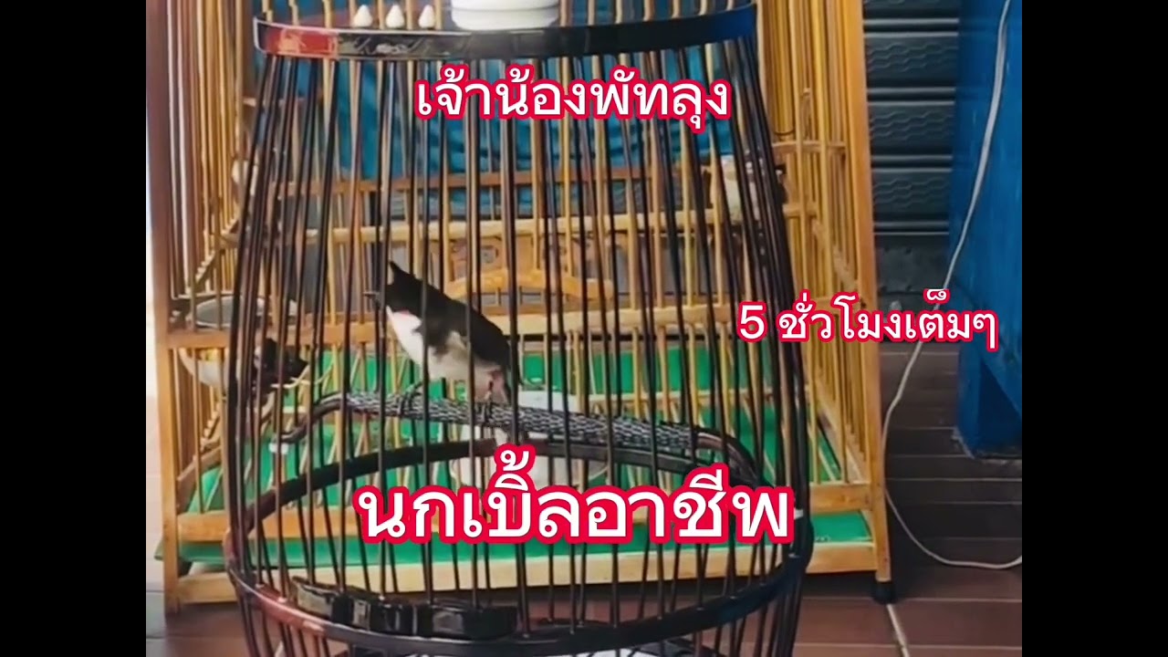 นกกรงหัวจุกเบิ้ล 1000000% สอนลูกนก ก็อปติดง่าย💯% #นกเบิ้ลอาชีพ #นกหัวจุก #chaomao