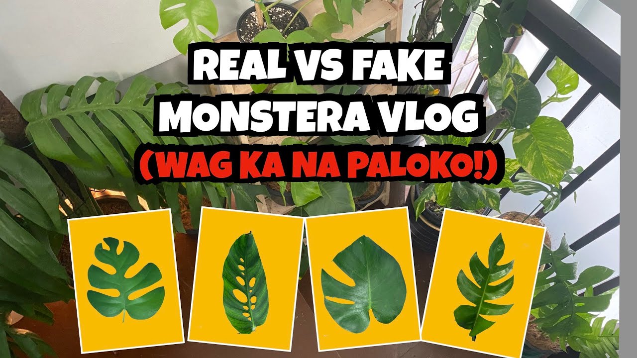 ANO ANG ITSURA NG TUNAY NA MONSTERA DELICIOSA