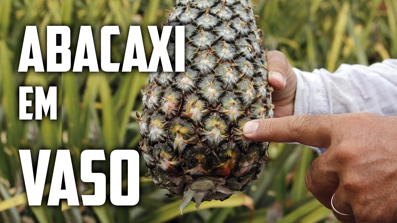 Como plantar e colher ABACAXI em VASOS - SUPER FÁCIL.