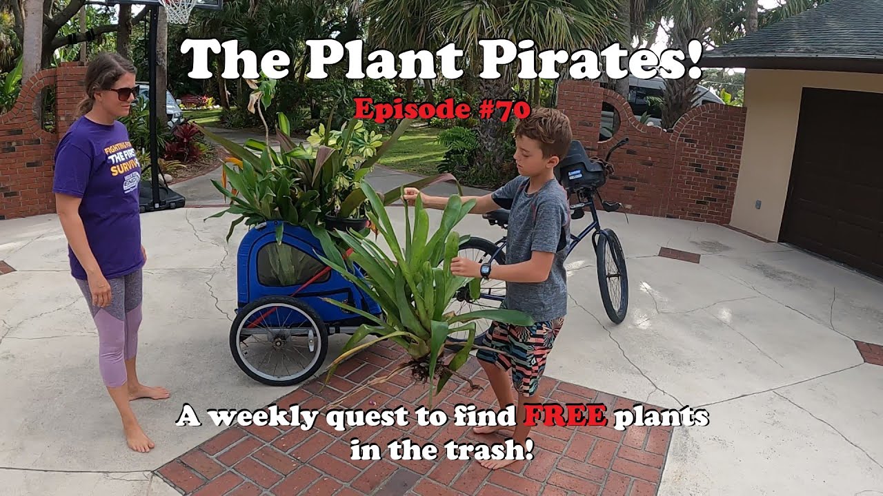 Finding FREE Plants in the trash! The Plant Pirates Episode #70