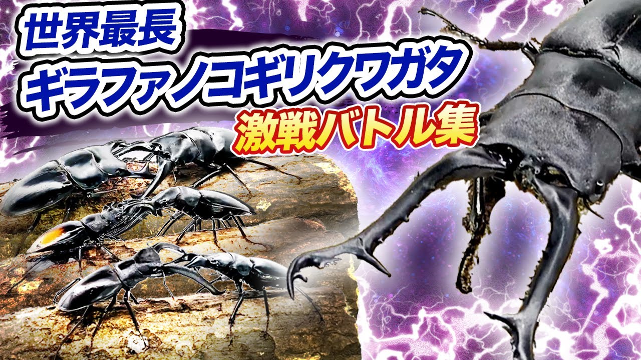 【どっちが強い!?】世界最長ギラファノコギリクワガタの激戦バトル集！ 