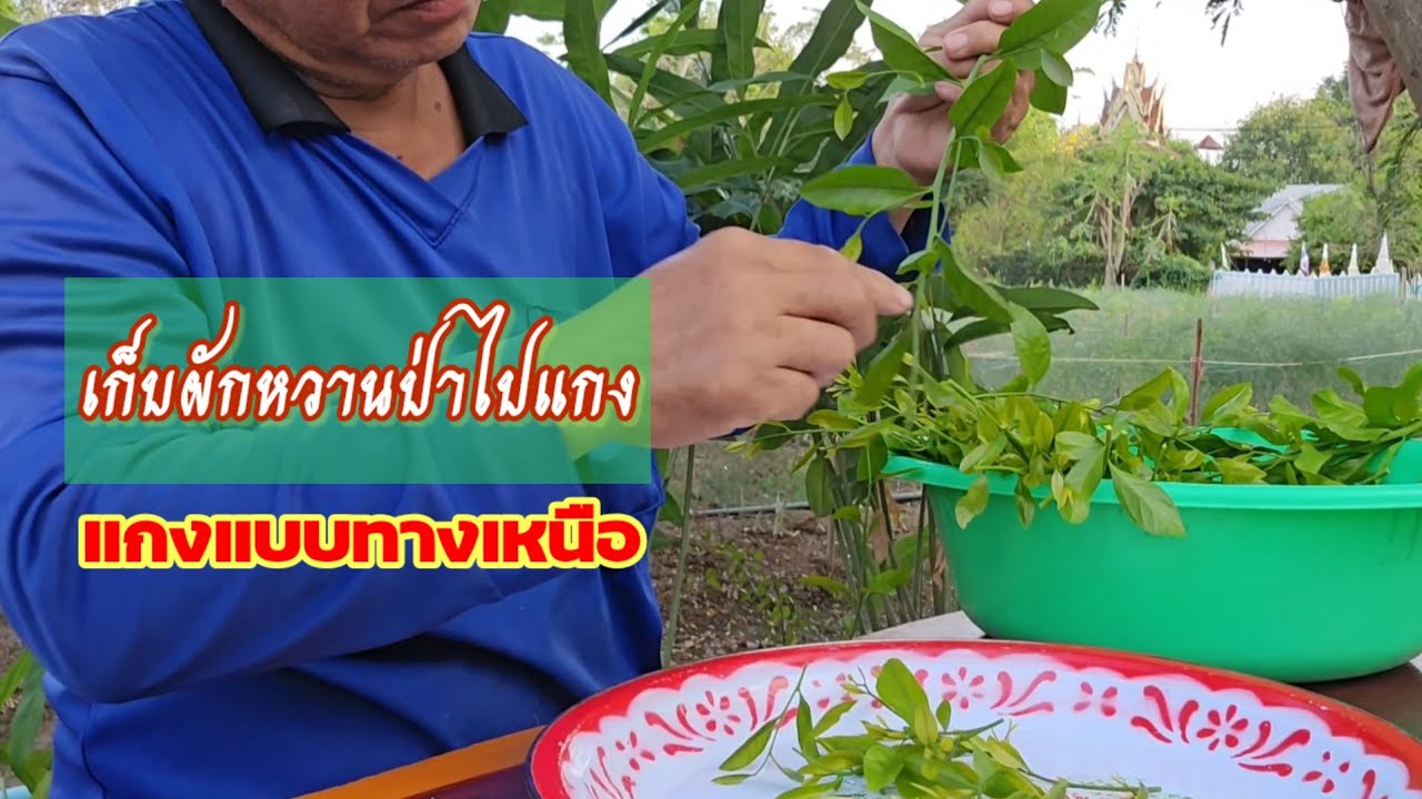 💥แกงผักหวาน ภาคเหนือ ล้ำแต้ๆตามฤดูกาล
