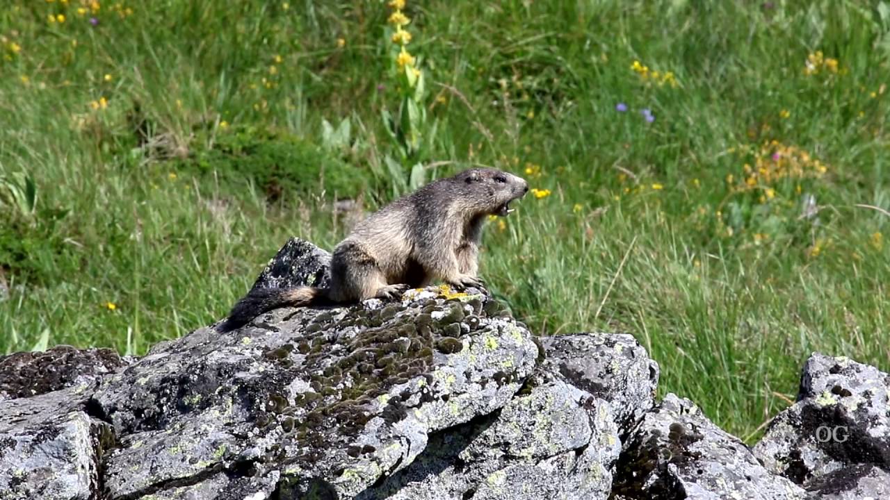 Marmotte - Cri d'alerte