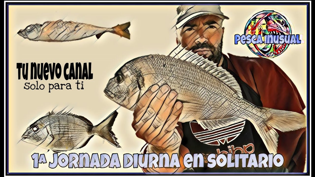 Bonita dorada, salida de pesca en solitario a surfcasting, Malgrat de Mar Barcelona