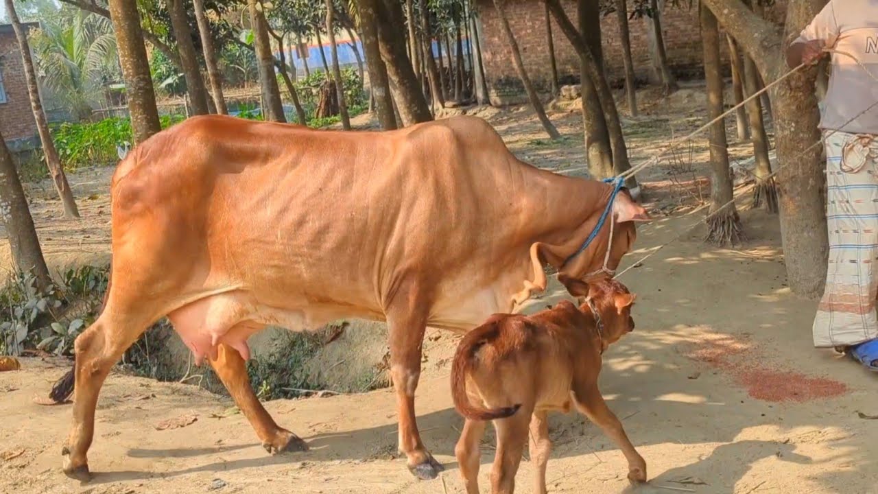 আজ ১৩ ফেব্রুয়ারী ২০২৬ || গাভী বাছুর ও গাভিন গরুর দাম দর  নওগাঁর মোস্তাফা ভাই এর কালেকশনের সেরা গুলো 
