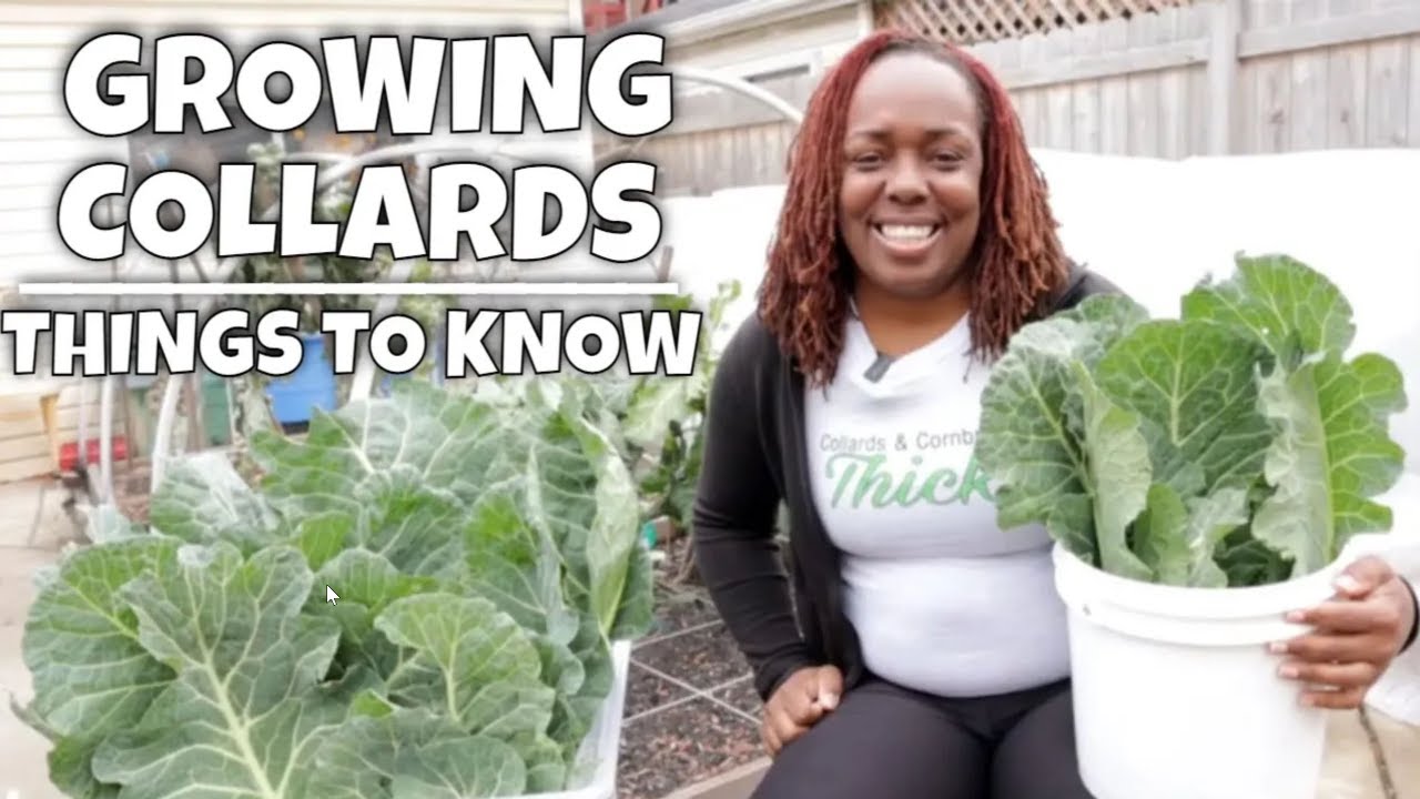 Growing Collard Greens | Things to Know + Bonus Tip