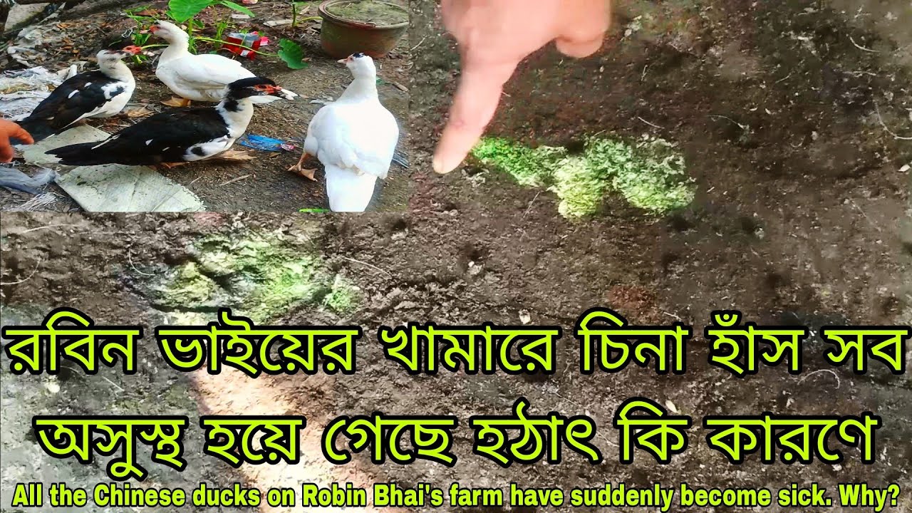 রবিন ভাইয়ের চিনা হাঁস সব অসুস্থ Robin Bhai's Chinese ducks are all sick.