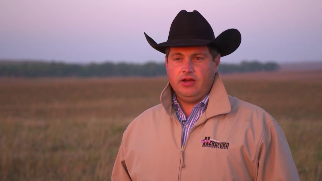 How Hereford Genetics Can Improve Your Herd