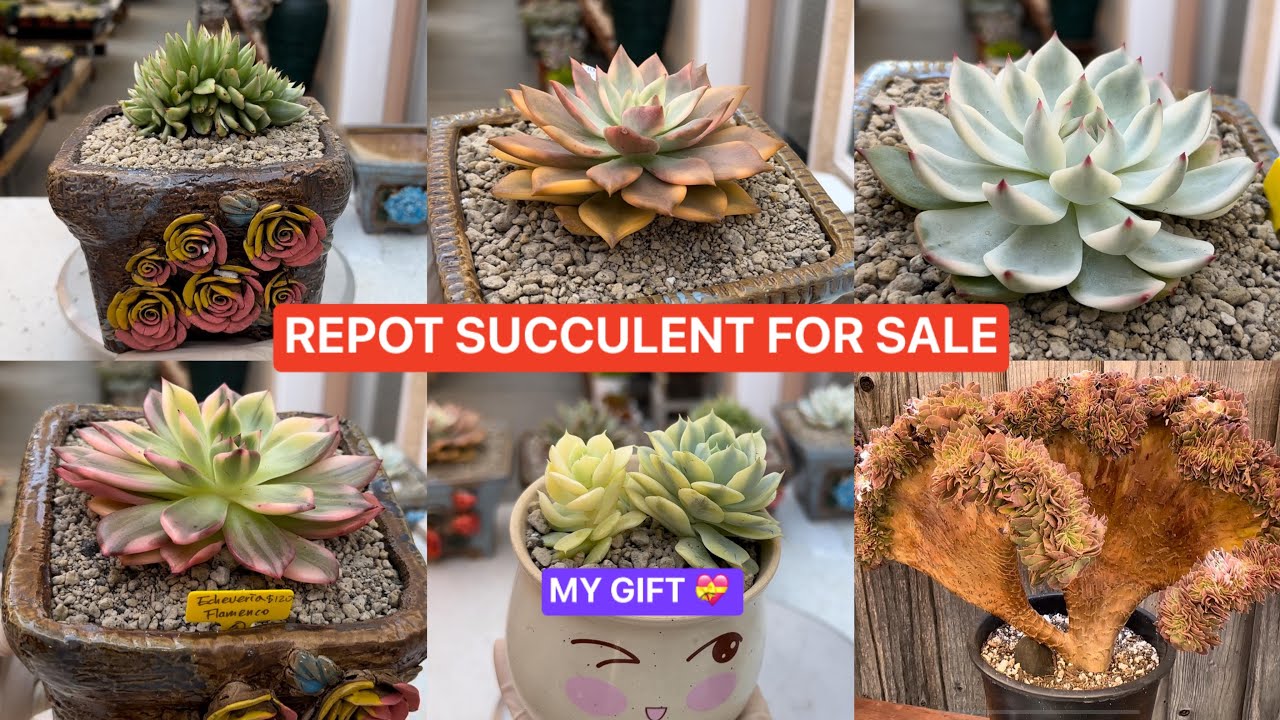 REPOTTING KOREAN SUCCULENTS FOR SALE | BÁN SEN HÀN CRESTED VARIEGATED