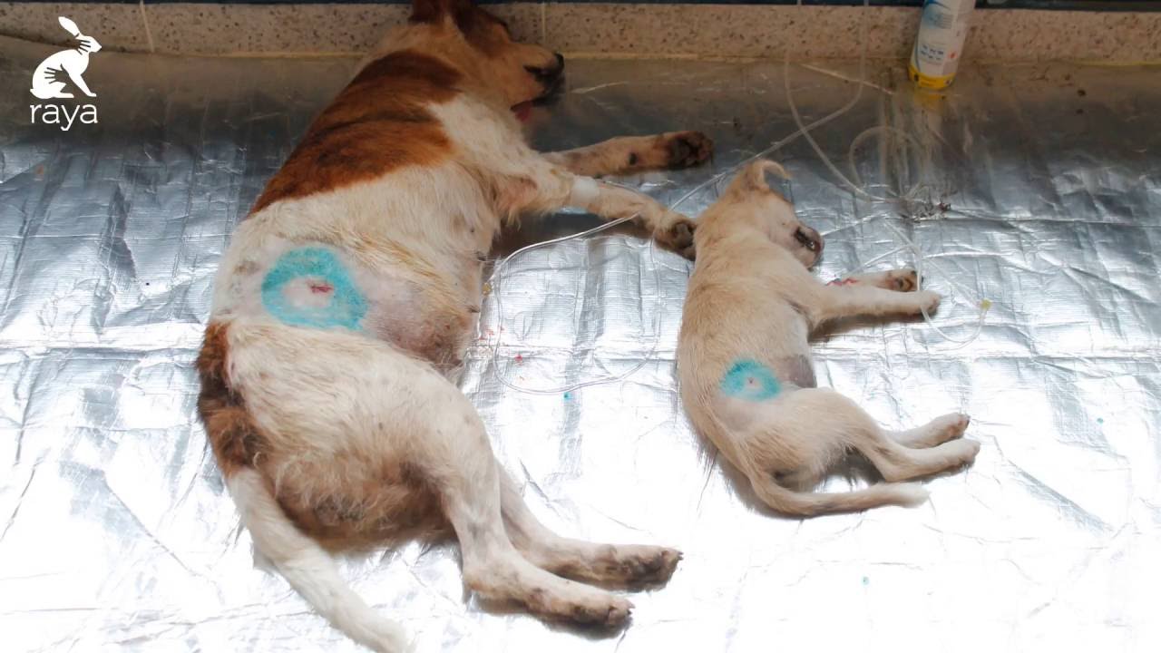 Hablemos de esterilización