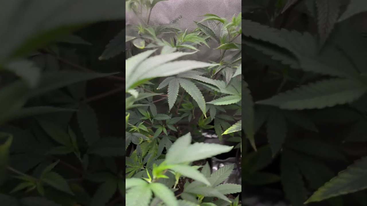 Heavy Cream from freeworld Genetics #shorts #cannabiseducation #homegrown #cannabisdaily #420