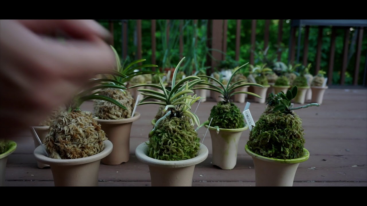 Neofinetia Falcata Collection Update - Spring 2018