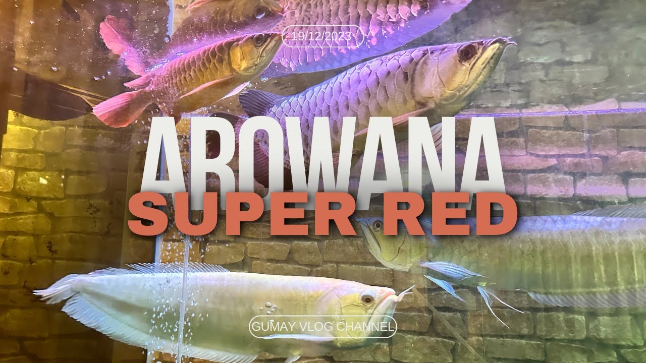 Super Red Arowana - Community Fish Tank 2023 #arowanakeepers #fypシ #superredarowana