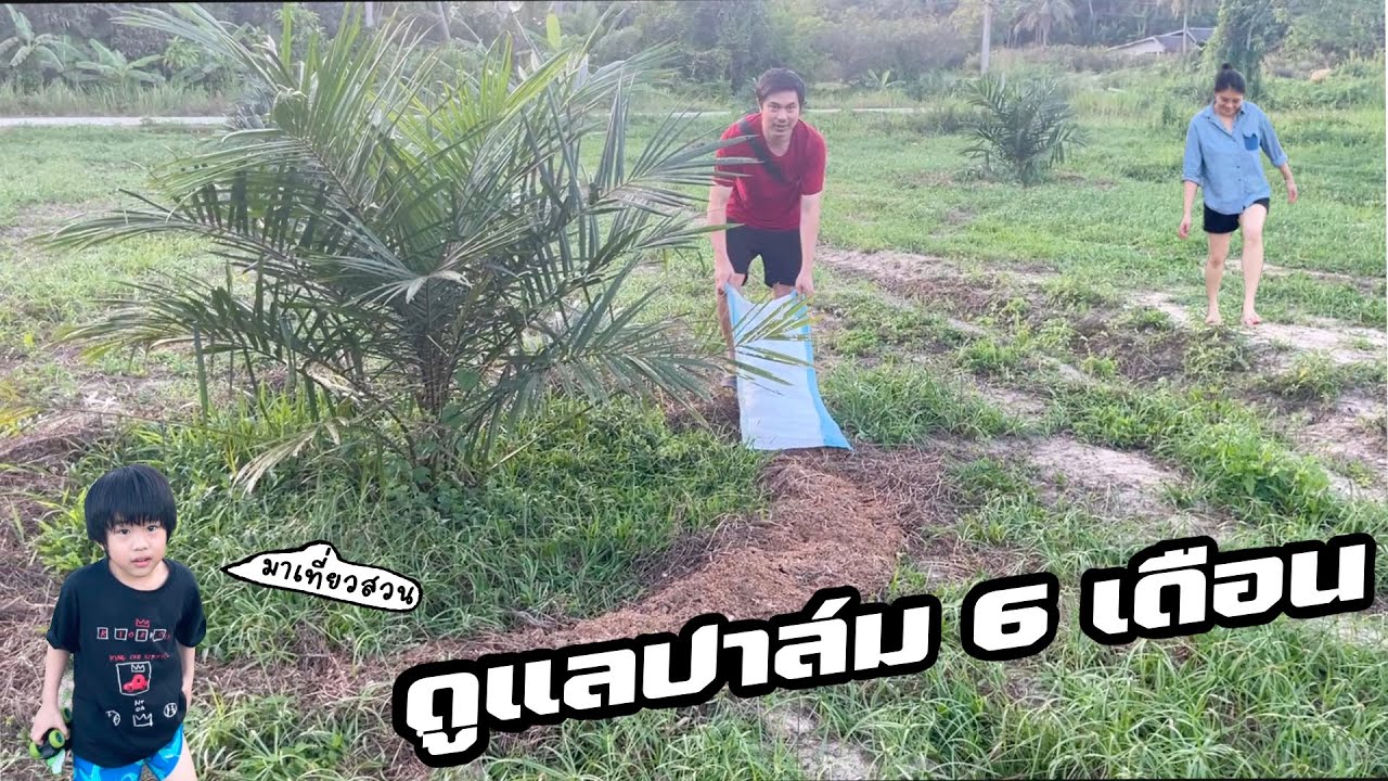 ดูแลปาล์ม 6 เดือนให้โตไว ใช้งบน้อย แต่ให้เห็นผลเร็วทำอย่างไร