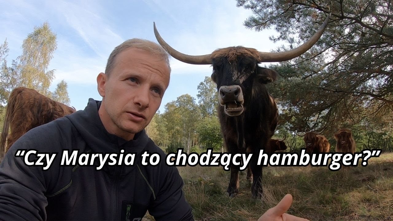 Jaki jest cel hodowli Szkockich Krów. Vog z farmy #44 wrzesień 2023