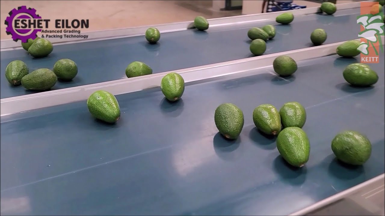 Avocado sorting and packing equipment 6 lanes
