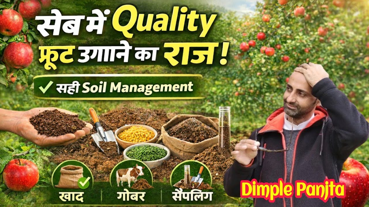 सेब बागवानी में Soil Management का पूरा राज | कब डालें खाद? कितना गोबर? | Quality Apple Tips