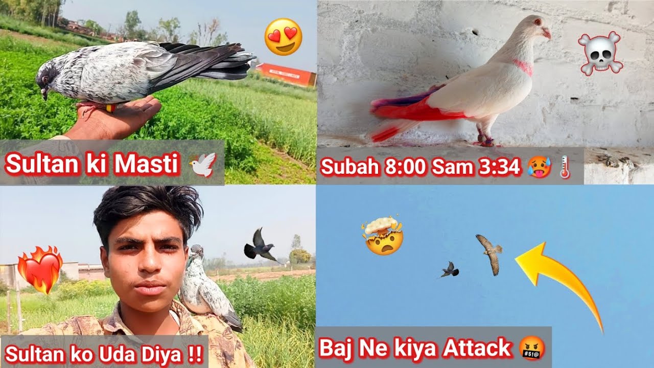 Flying Sultan Pigeon 🕊️ | Letting All Pigeons Fly & Feeding Time | Pigeon Vlog 🕊️☺️❤️