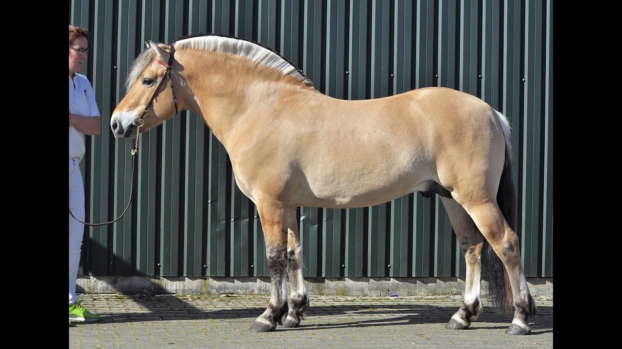Hizkia - Fjordstallion show Belgium 2021