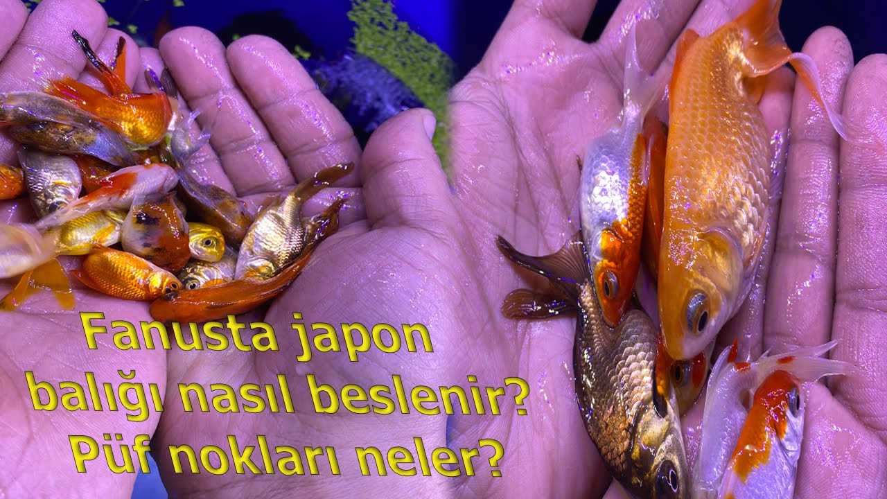 Fanusta Japon Balığı Besleme ve Püf Noktaları Neler?