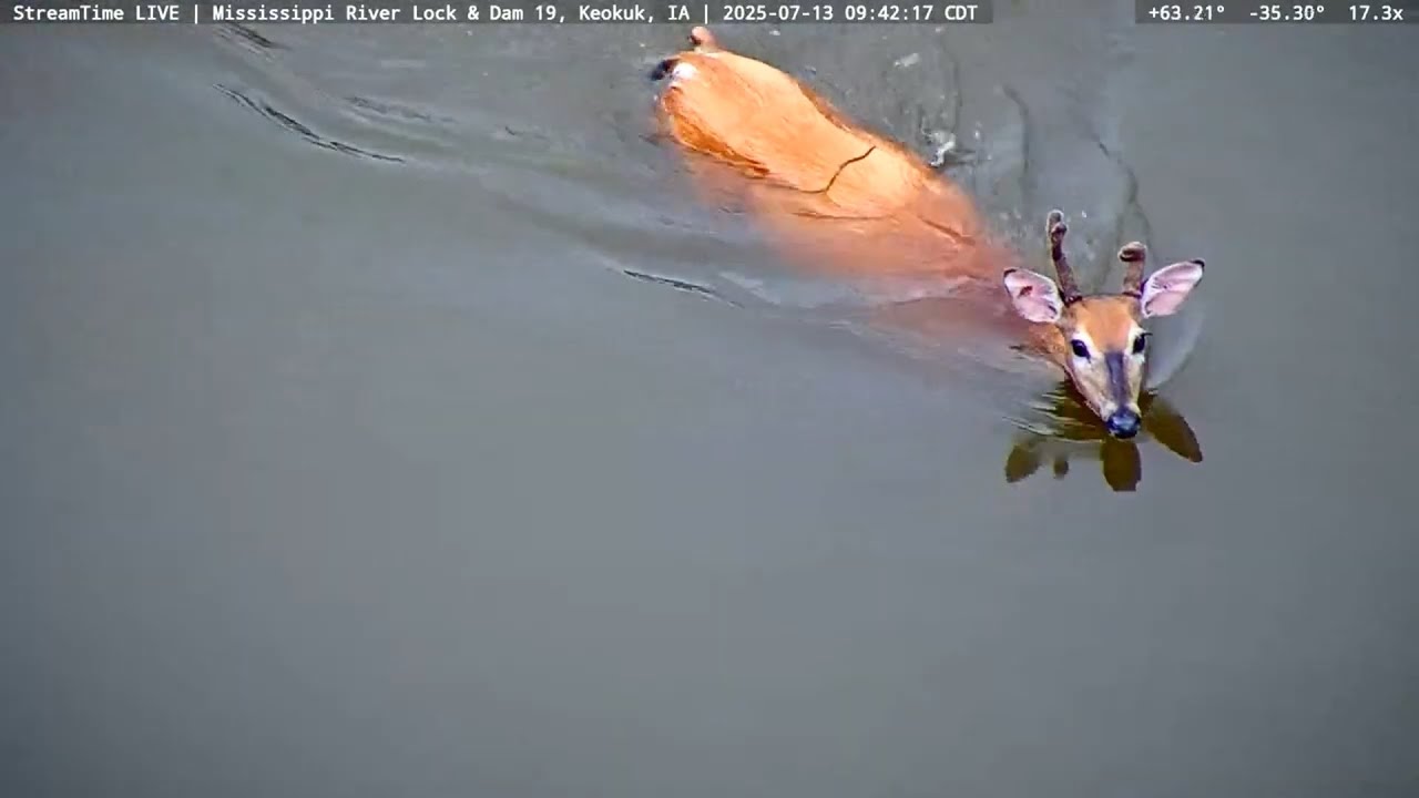 Rec boat and deer at Lock 19 7-13-25