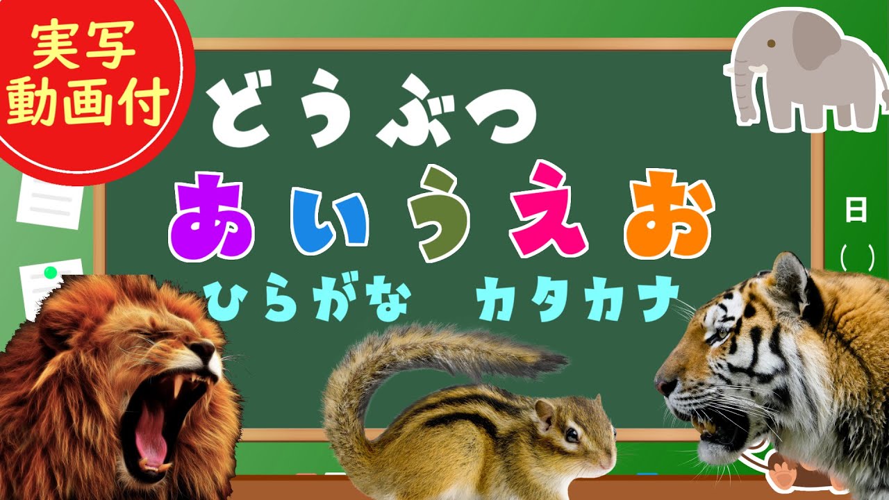 【動物あいうえお】子供向け  どうぶつのなまえをおぼえよう！ライオン、ゾウ、キリン、カバ【実写動画】