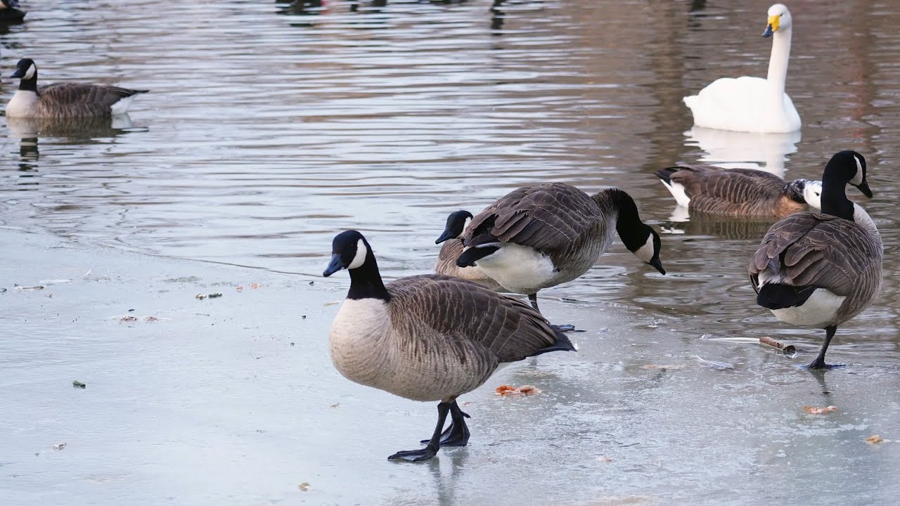 A Winter Search on the Ice, a White-fronted Goose Appears