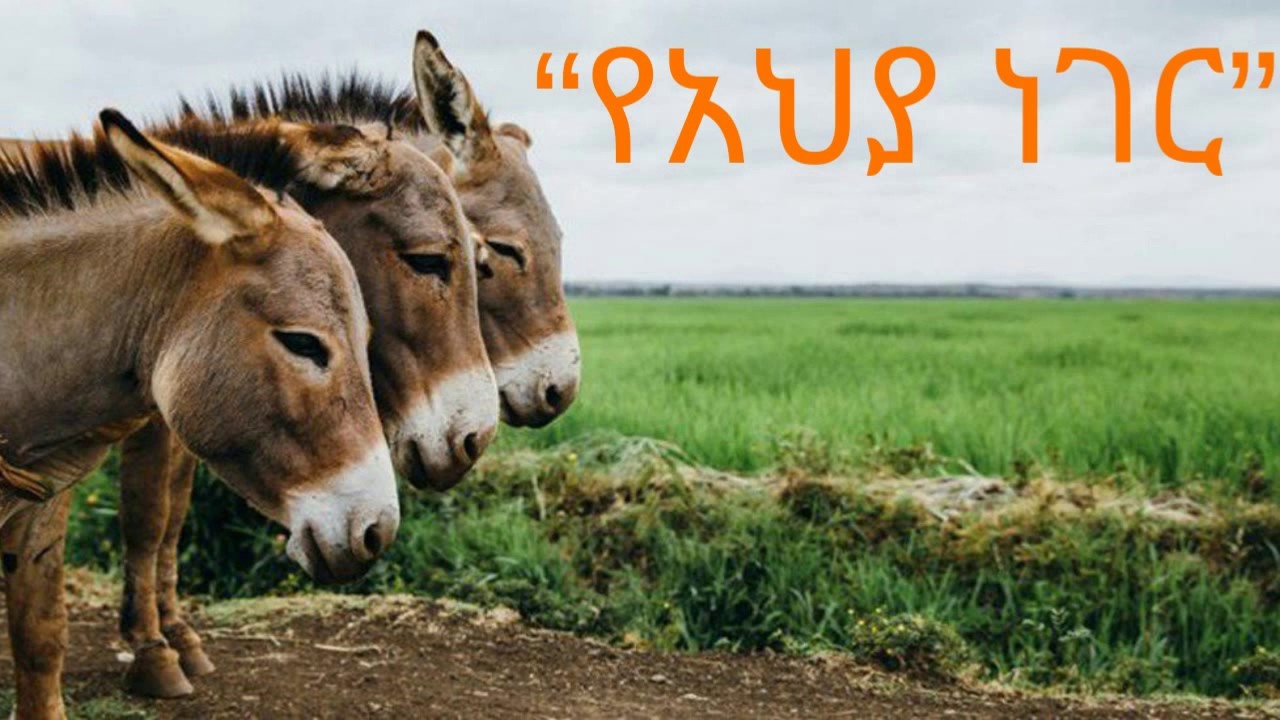Ethiopia Sheger FM Sinksar  - &ldquo;የአህያ ነገር&rdquo;