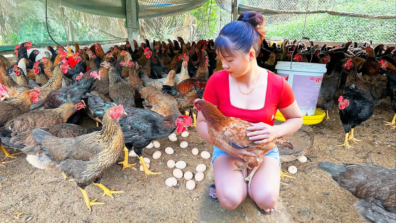 Harvesting Many Chicken Goes To The Market Sell - Build Cage With Iron Mesh To Raise Quails