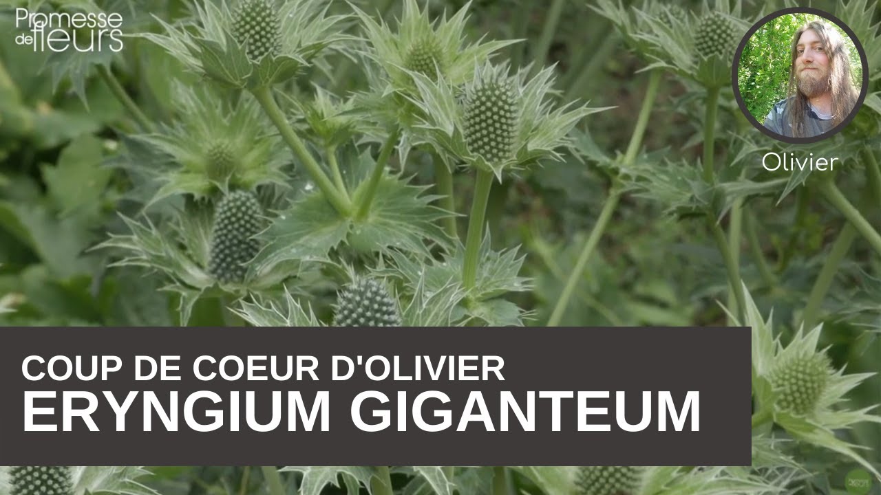 Les coups de coeur d'Olivier : l'Eryngium giganteum