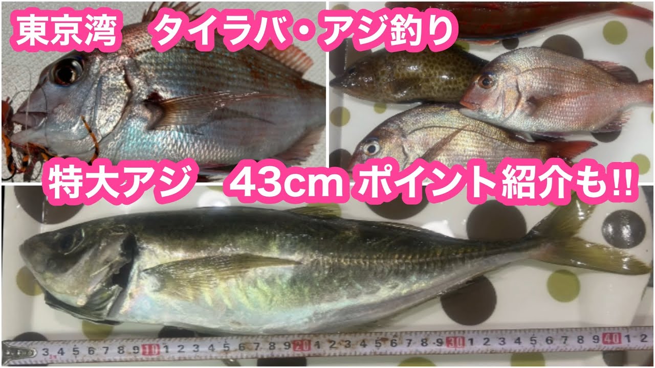 東京湾　タイラバ・アジ釣り　アジは特大43cm いいポイントのご紹介‼️プレジャーボートの釣り方も、マダイも釣れるようになりました　木更津マリーナ