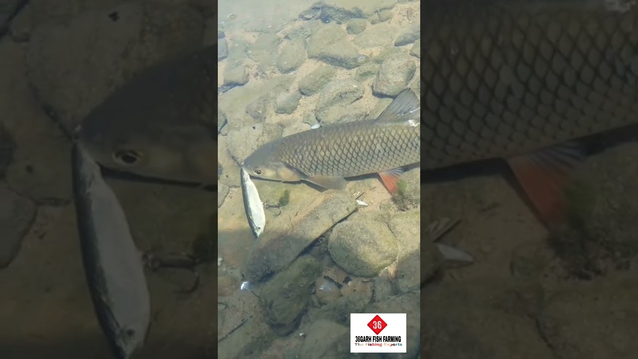 Amur Carp Fish 🐟🐟....