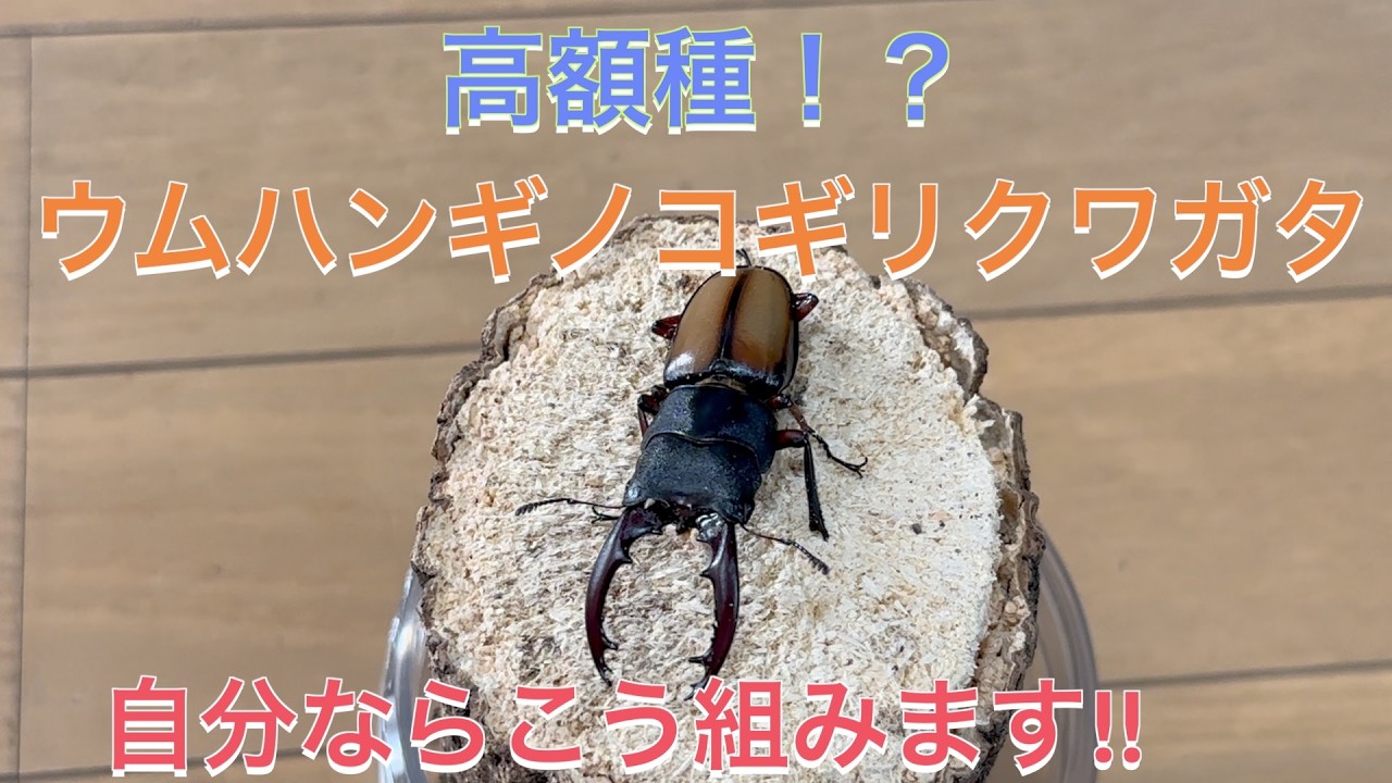 [クワガタ産卵セット]高額種！？ウムハンギノコギリクワガタ産卵セット組みます!!