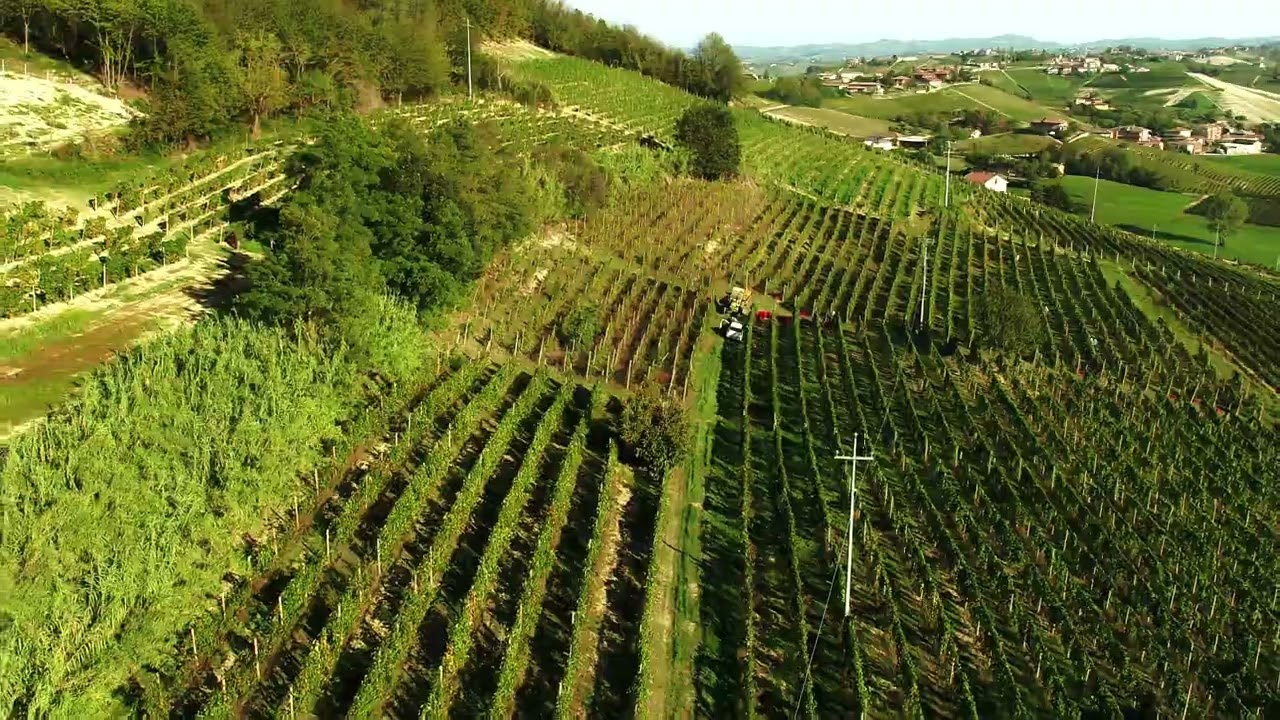 criolin, vendemmia barbera drone Original