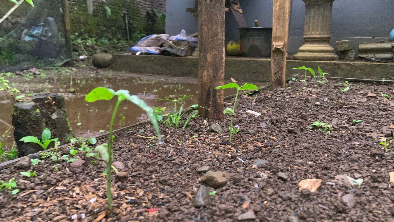 Cara Mudah Menanam Kacang Panjang Dan Buncis Putih - Daily Gardening