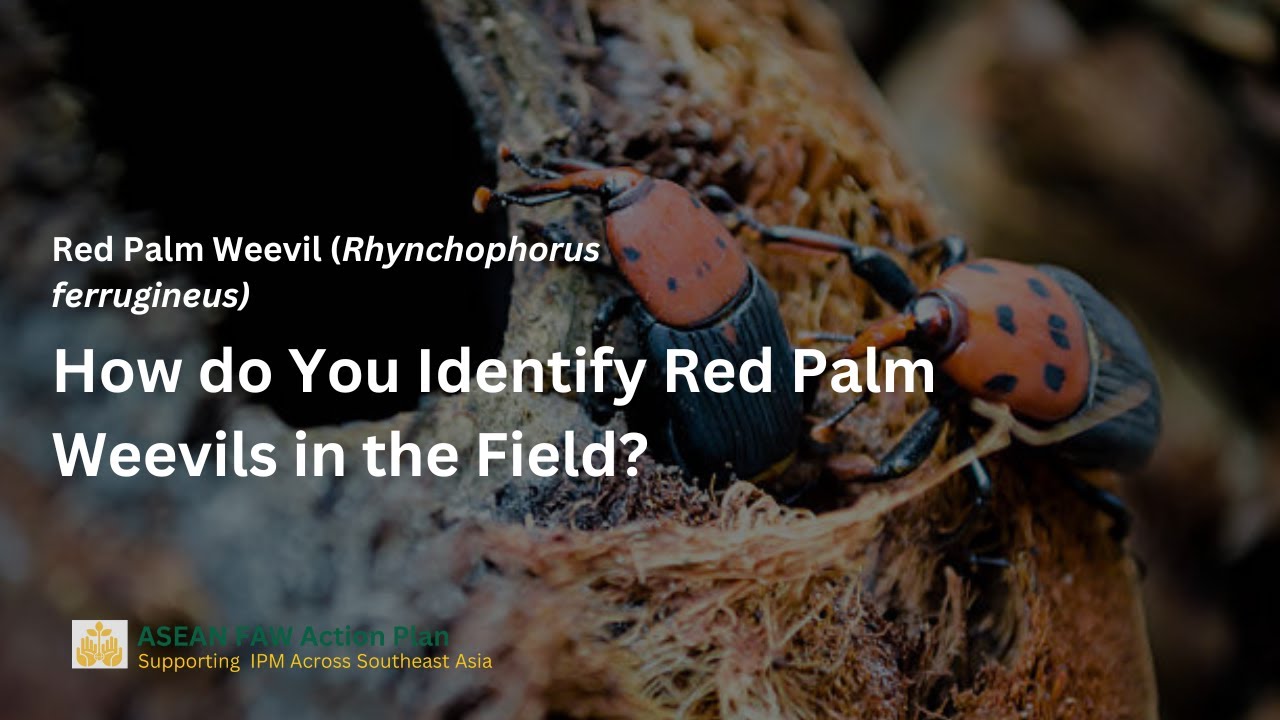 How Do You Identify Red Palm Weevils in the Field?