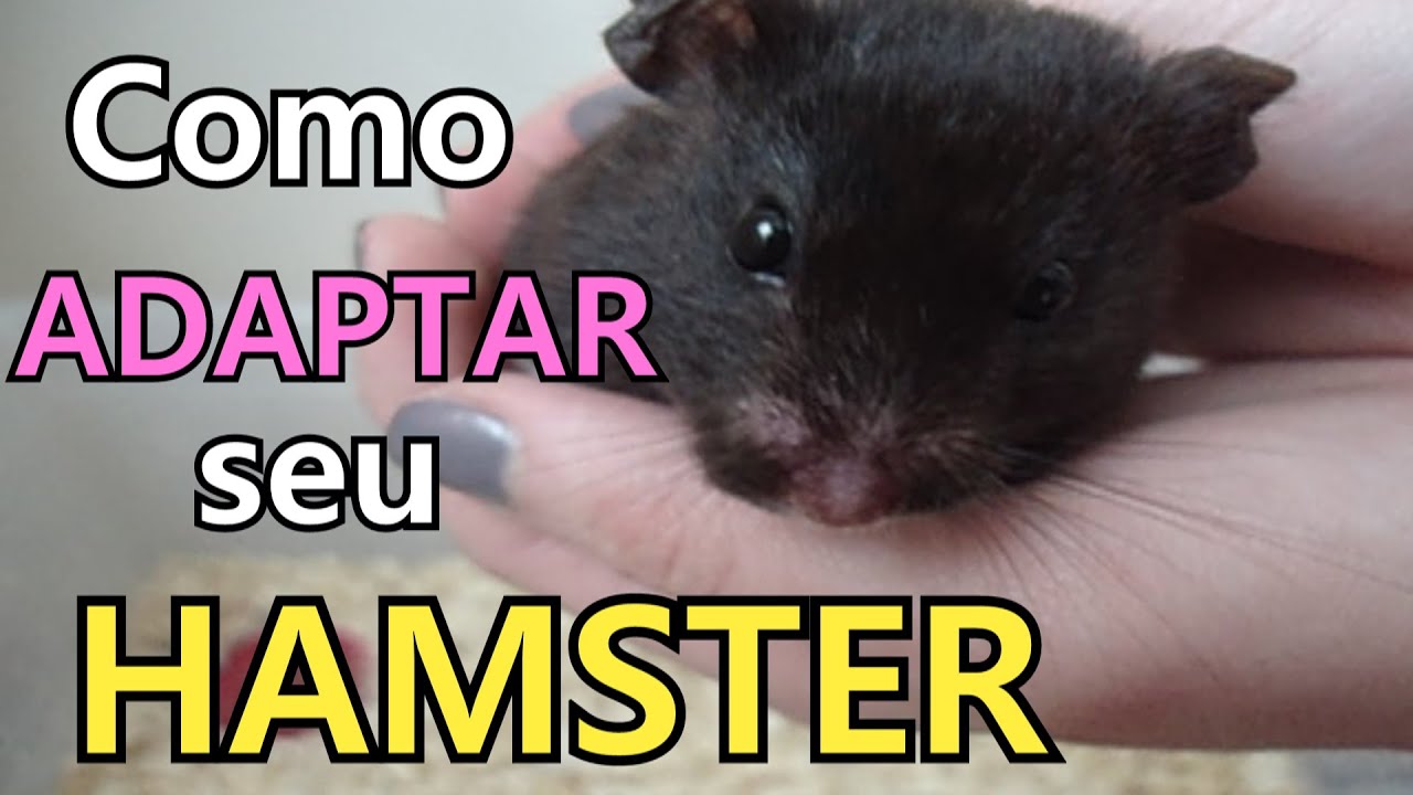 Adaptação de um hamster
