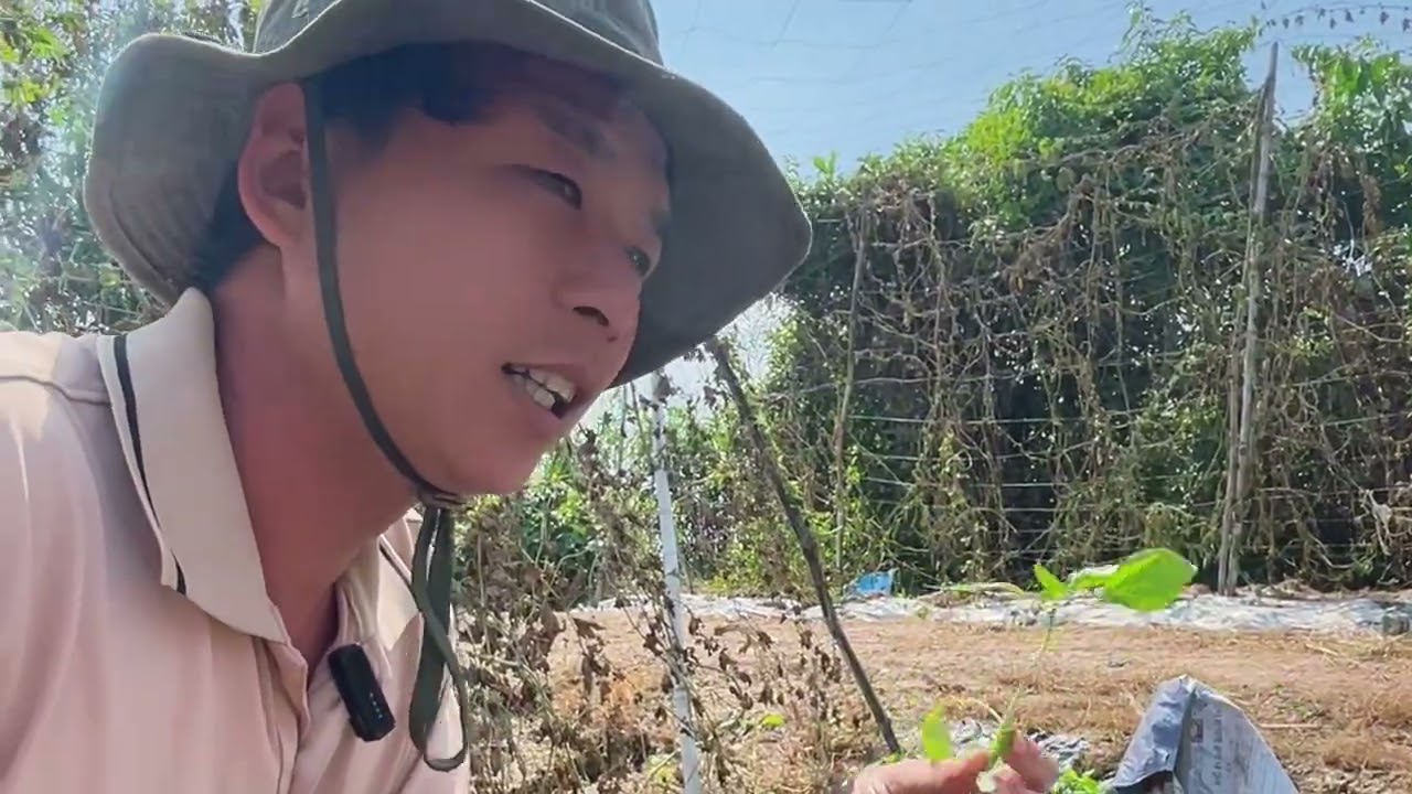 Trồng Rau Màu - Xuống Vụ Ớt Mới Cách trọn Con giống Khẻo Kháng Bệnh Tốt 