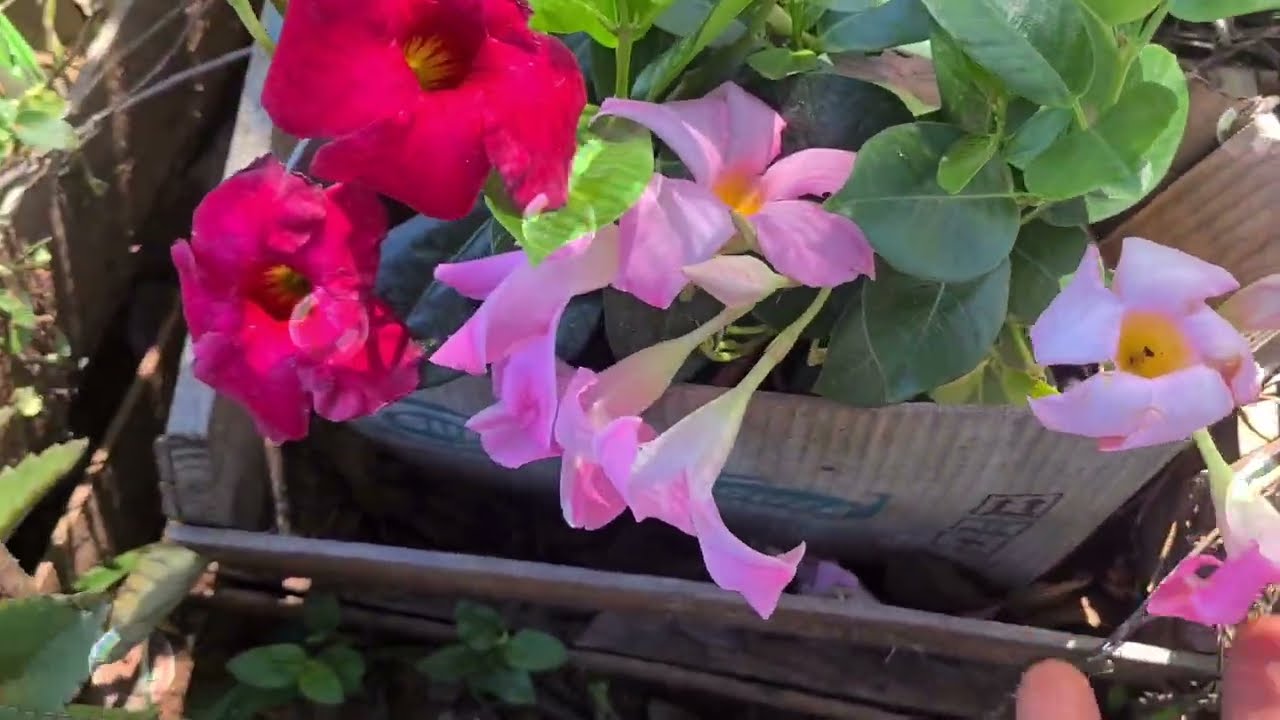 AS FLORES QUE DESABROCHARAM NA TERRINHA #coisasdanatureza @plantasefloresdocampocomno8170 