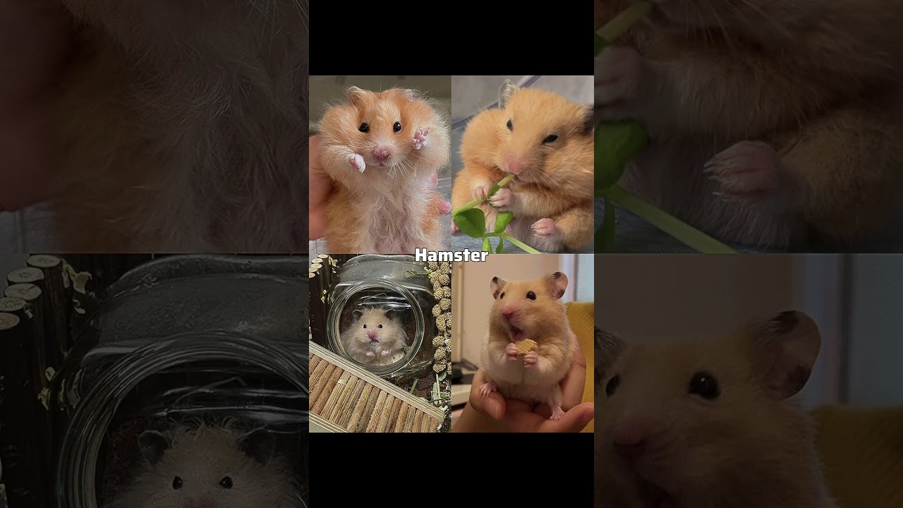 Which is your favorite pet 💓✨? #herdaybliss