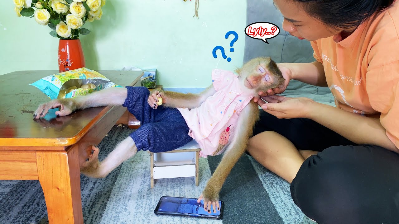 Mom was heartbroken when she found monkey Lyly sleeping soundly on the dining table.