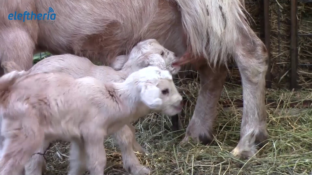 Εξι κατσικάκια γέννησε κατσίκα στην Καλαμάτα