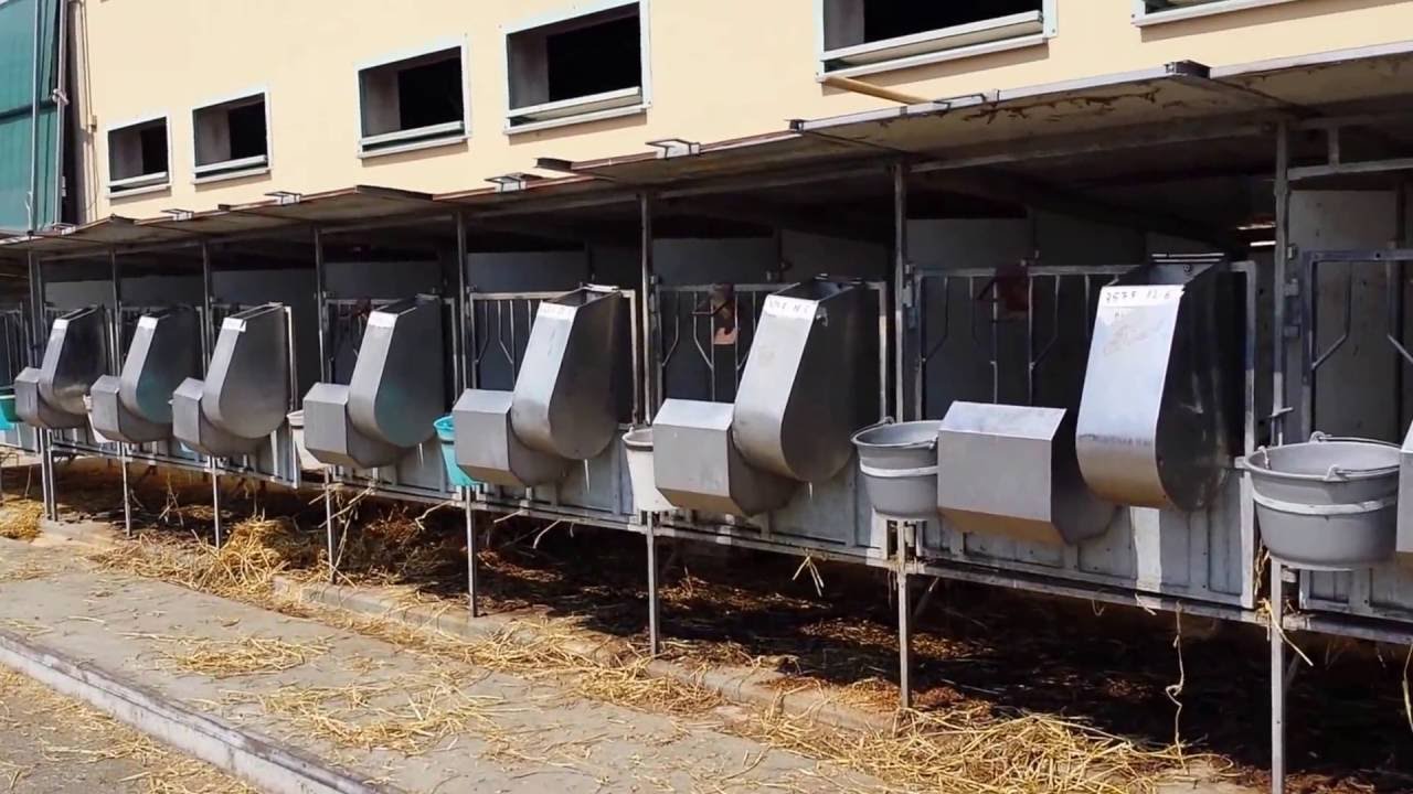 Come produrre tanto latte. Esempio di una stalla in Emilia Romagna
