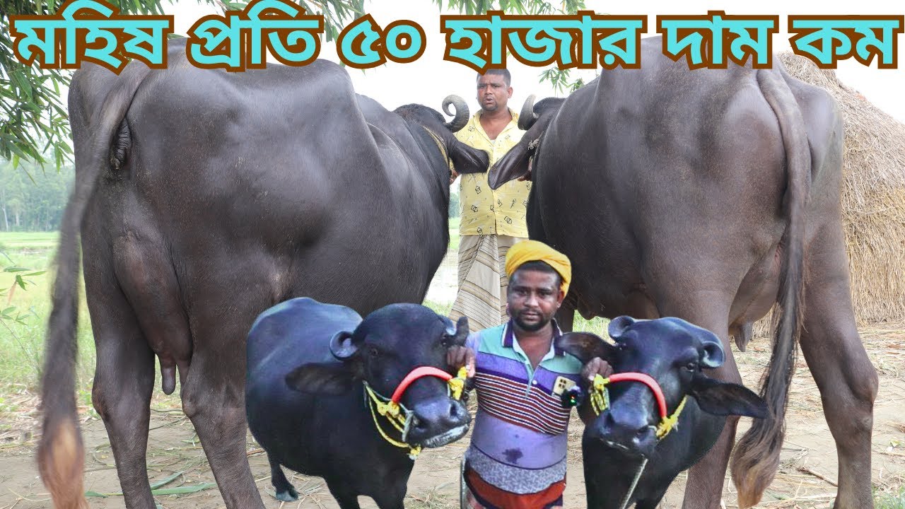 অবিশ্বাস্য দামে মহিষ | মহিষ প্রতি ৫০ হাজার দাম কম | কক্সবাজার কাস্টমার রিভিউ