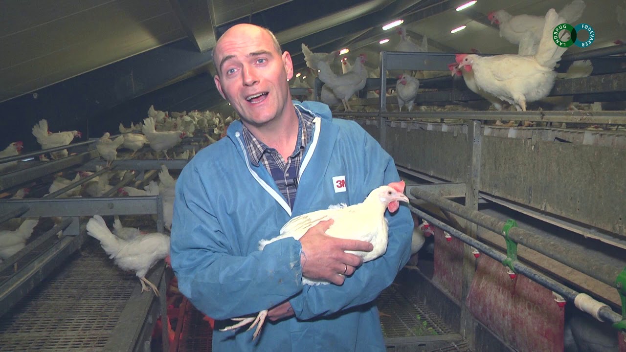Sådan produceres skrabeæg