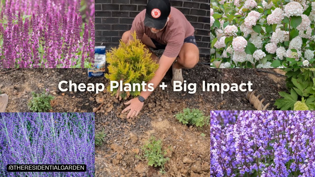 🛒 Clearance Plants Glow-Up + Salvia, Nepeta, Russian Sage, Viburnum