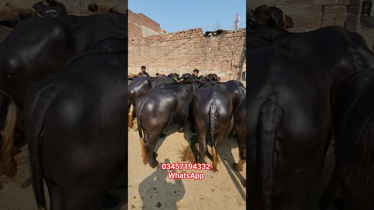 VIP Gabban Jhotian #Farm in Pakistan #reels #shorts #farmingbusinesstv