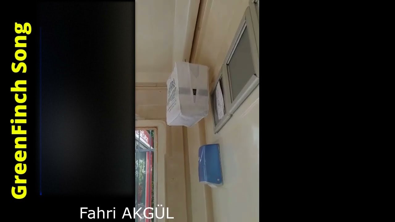 Flurya Kuşu ötümü 161