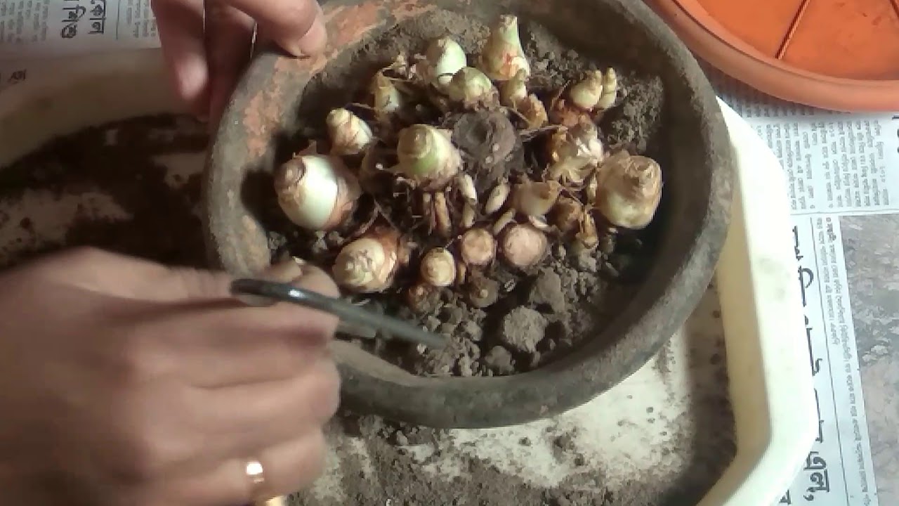 Growing process of tuberose bulb